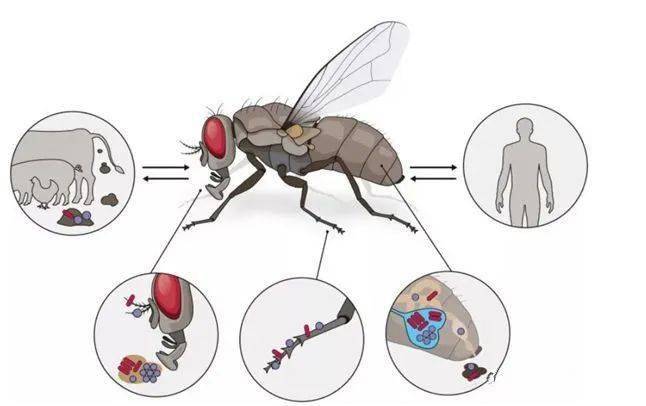【健康教育】小小苍蝇危害大,如何防制看这里!_传播_疾病_垃圾桶