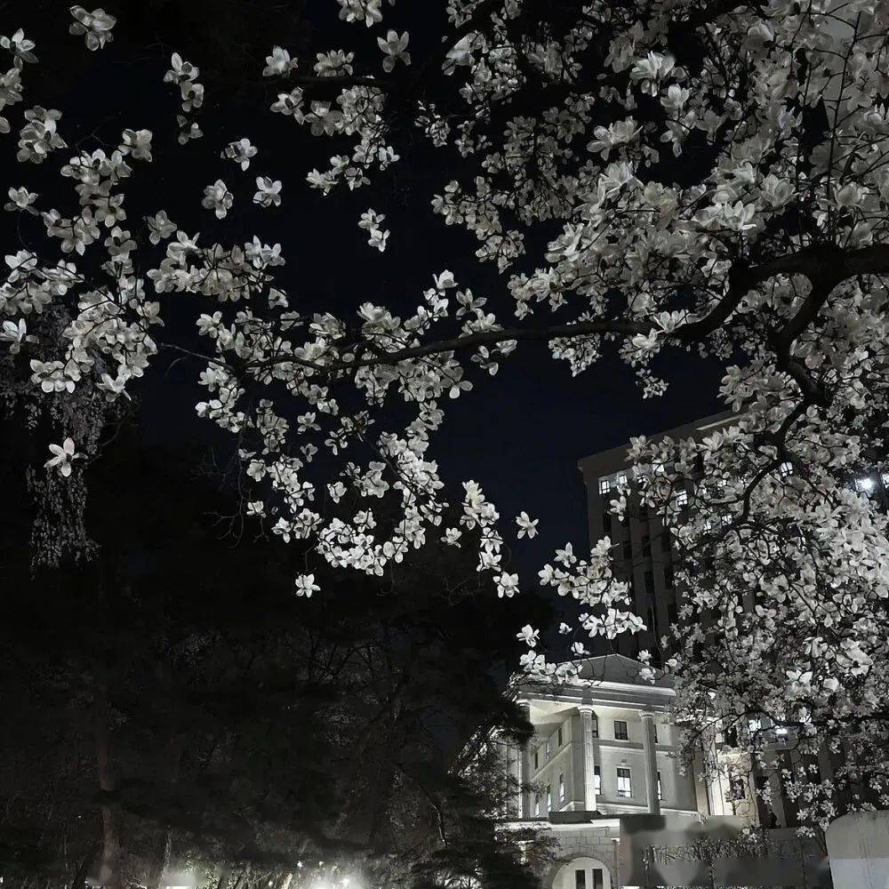 ins高级感背景图_侵权_网络_来源