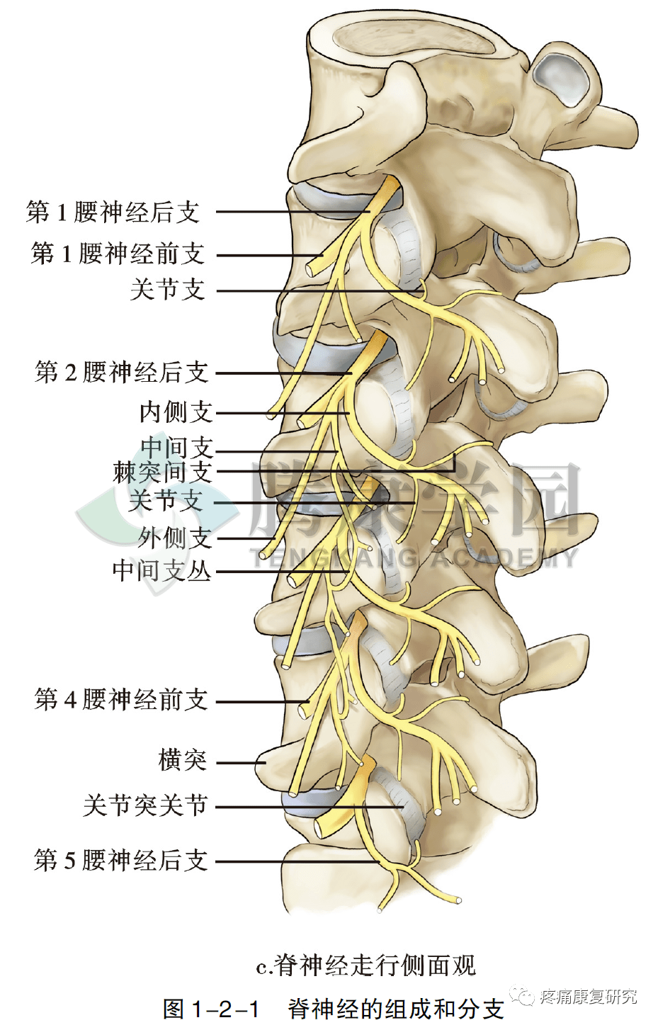 脊神经的组成与分支
