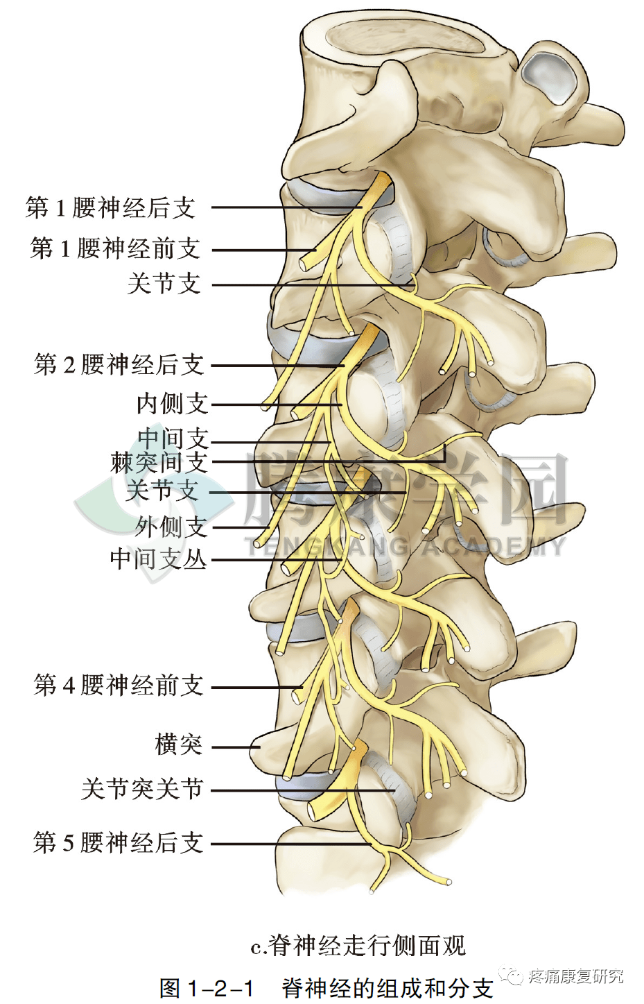 出椎间孔后分为前支