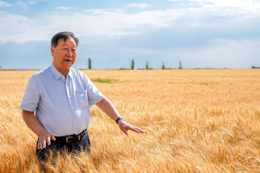 福建援疆携手 "菌草之父"助力新疆昌吉州乡村振兴_种植_产业_技术