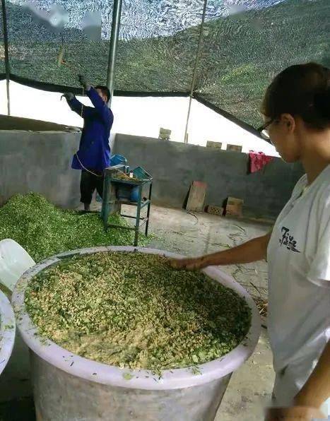 【视频】自制发酵饲料养猪,猪喜吃贪睡长得快,疾病少成活率高,猪肉香