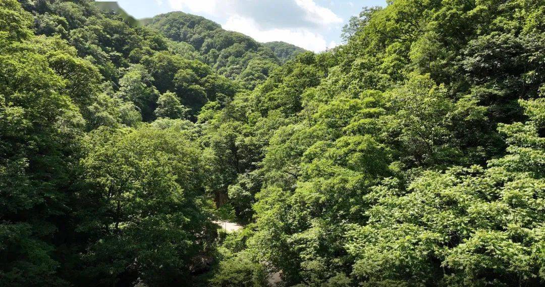 清河原始森林风景区图片