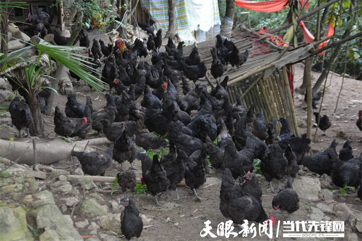 道真自治县桃源乡:"致富能人"助力乡村振兴