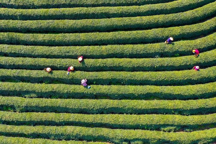 霞光里的何家村|连绵的茶山里藏着最媚的江南,不来打个卡吗_徐晖_活动