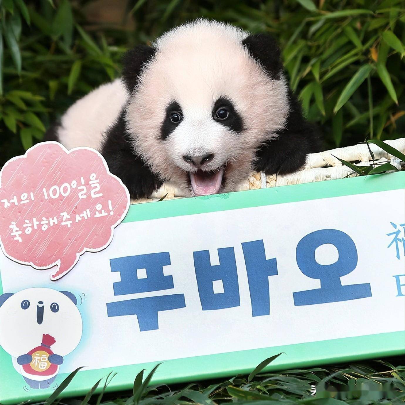 生二胎全网祝贺,一家子中韩热搜挨个上_乐宝_双胞胎_图片