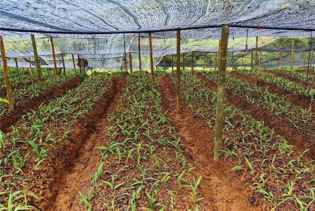 【乡村振兴】景谷正兴:白芨苗试种为壮大村集体经济开"良方"_种植