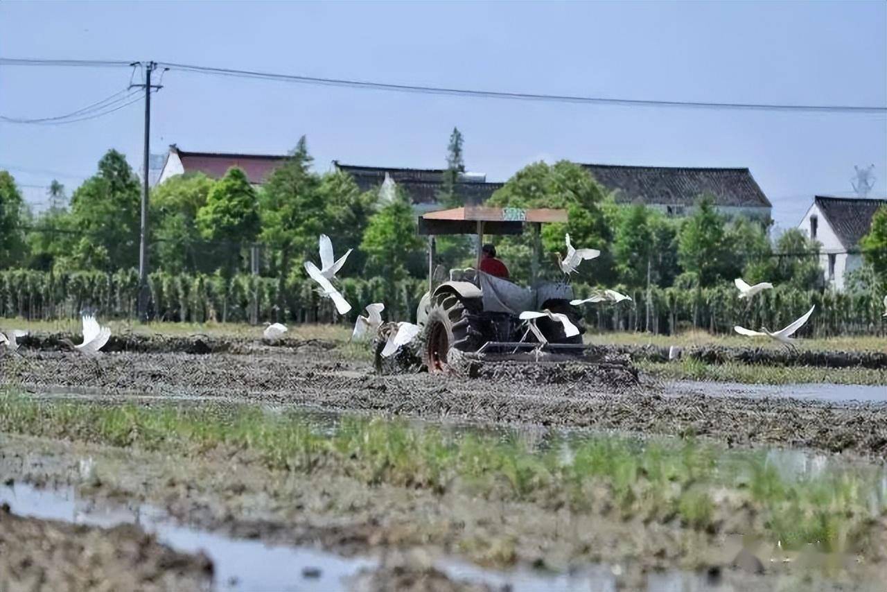 以家庭农场,休闲农场为基础的五厍田园综合体,集合了农产品展销,传统