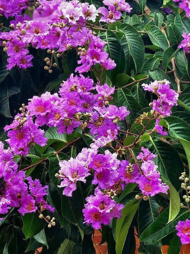 紫薇> 哈 果然向工作人员咨询这是什么花花儿的形色以及花苞的形状