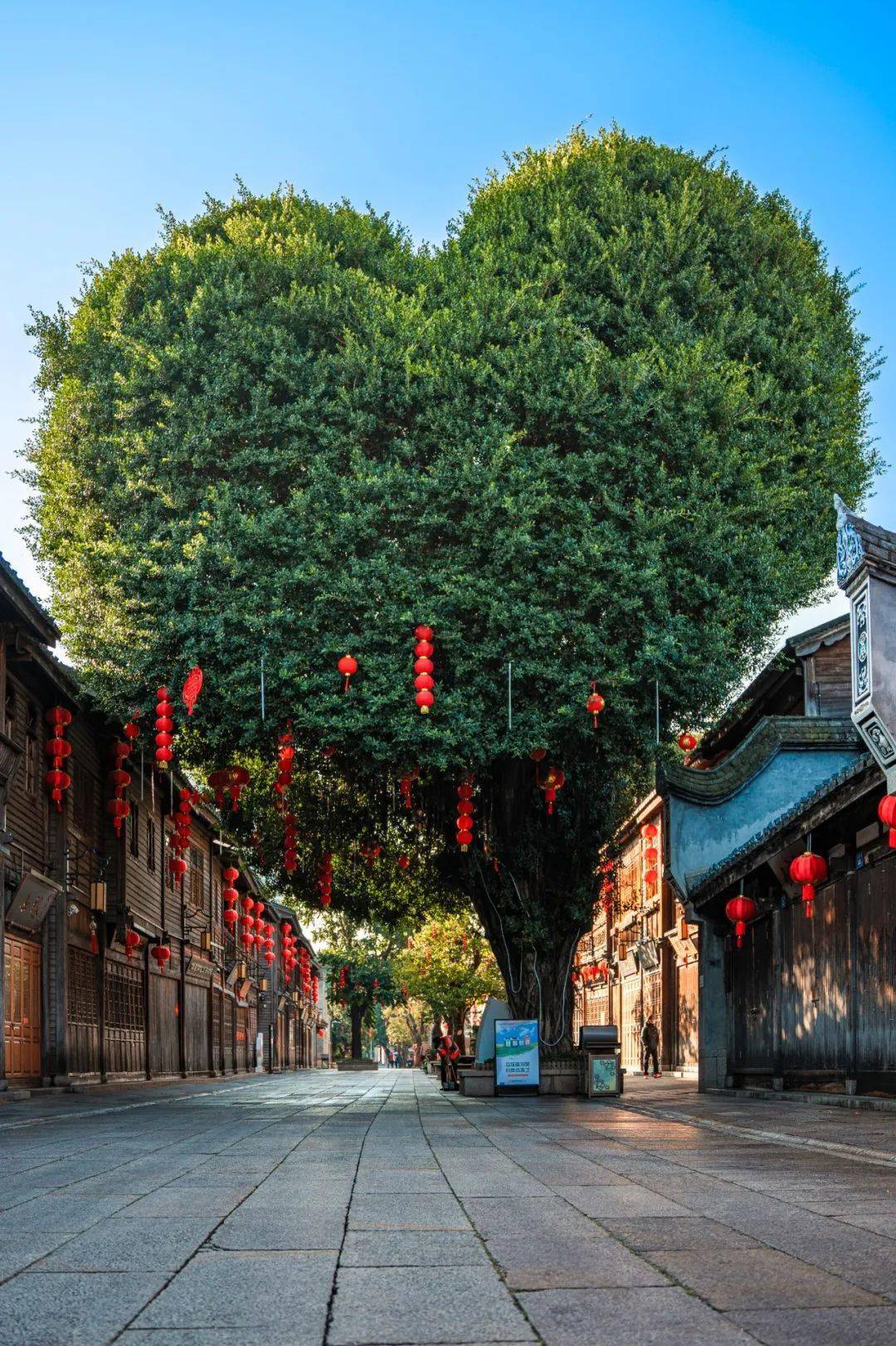 连一棵树都是爱你的形状"三坊七巷南后街上的爱心树众