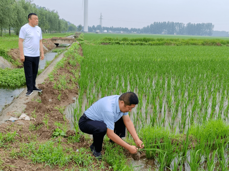 涟水县唐集镇人大:护农向美而行 彰显人大风采