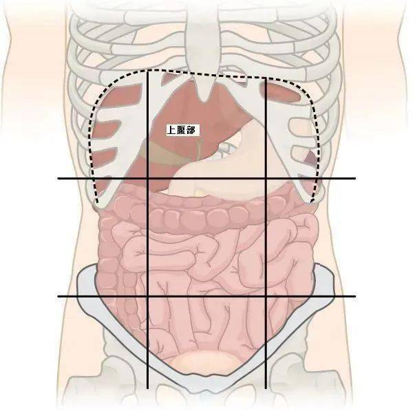 十二指肠炎疼痛位置图图片