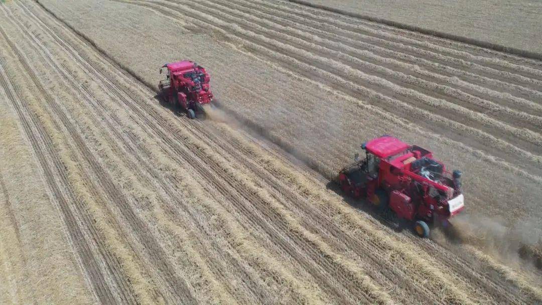 据了解,六运湖农场今年共种植冬小麦5367亩.