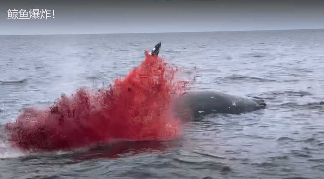 美国加州海域发生鲸爆!血雾腾飞,知道鲸鱼内爆有多可怕?