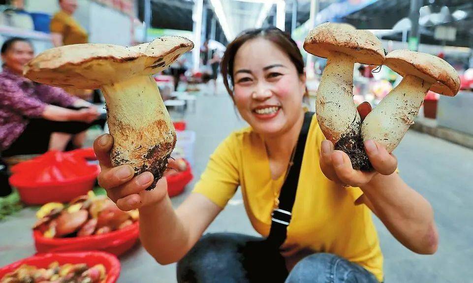 刀豆,豆角等各类菜豆上市的季节,生的菜豆中含有皂甙和红细胞凝集素