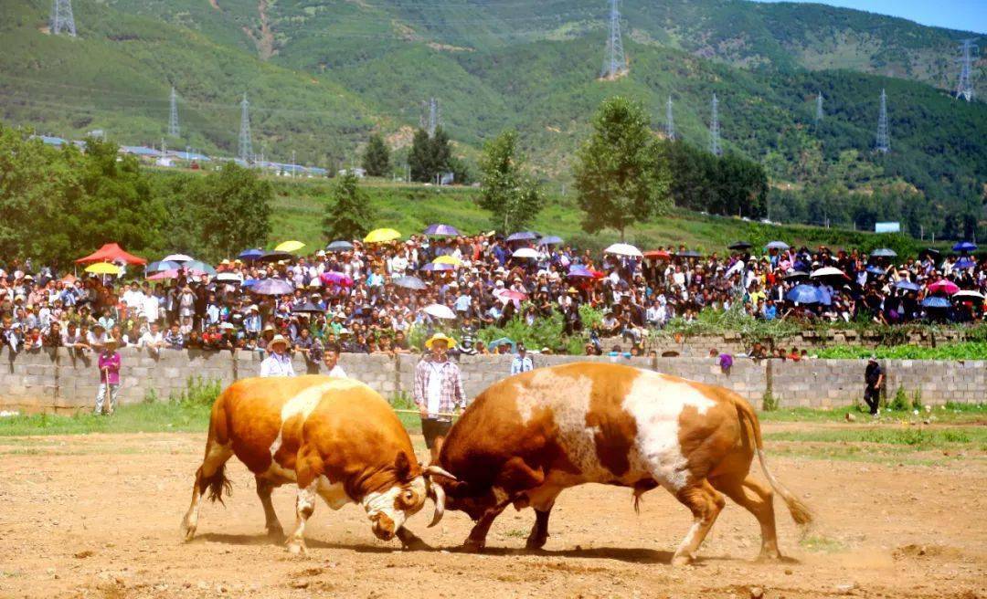 昭觉县地莫镇彝族传统火把节精彩纷呈_斗牛_彝家_姑娘