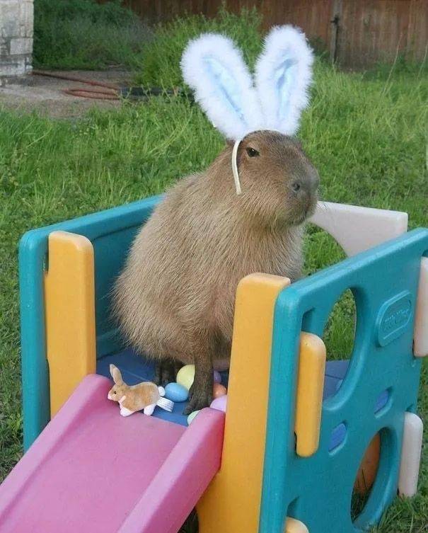 有时候真的很羡慕水豚的精神状态_卡比巴拉_全世界_守护