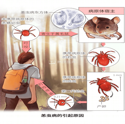 恙虫病立克次体绘图图片