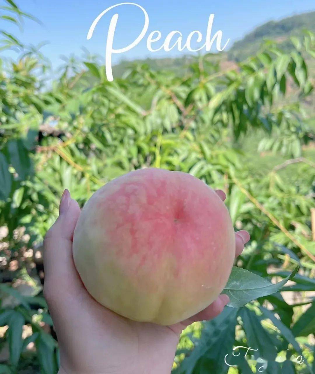 比白凤更甜的正宗【阳山湖景水蜜桃】阳山水蜜桃来了_品种_多汁_桃子