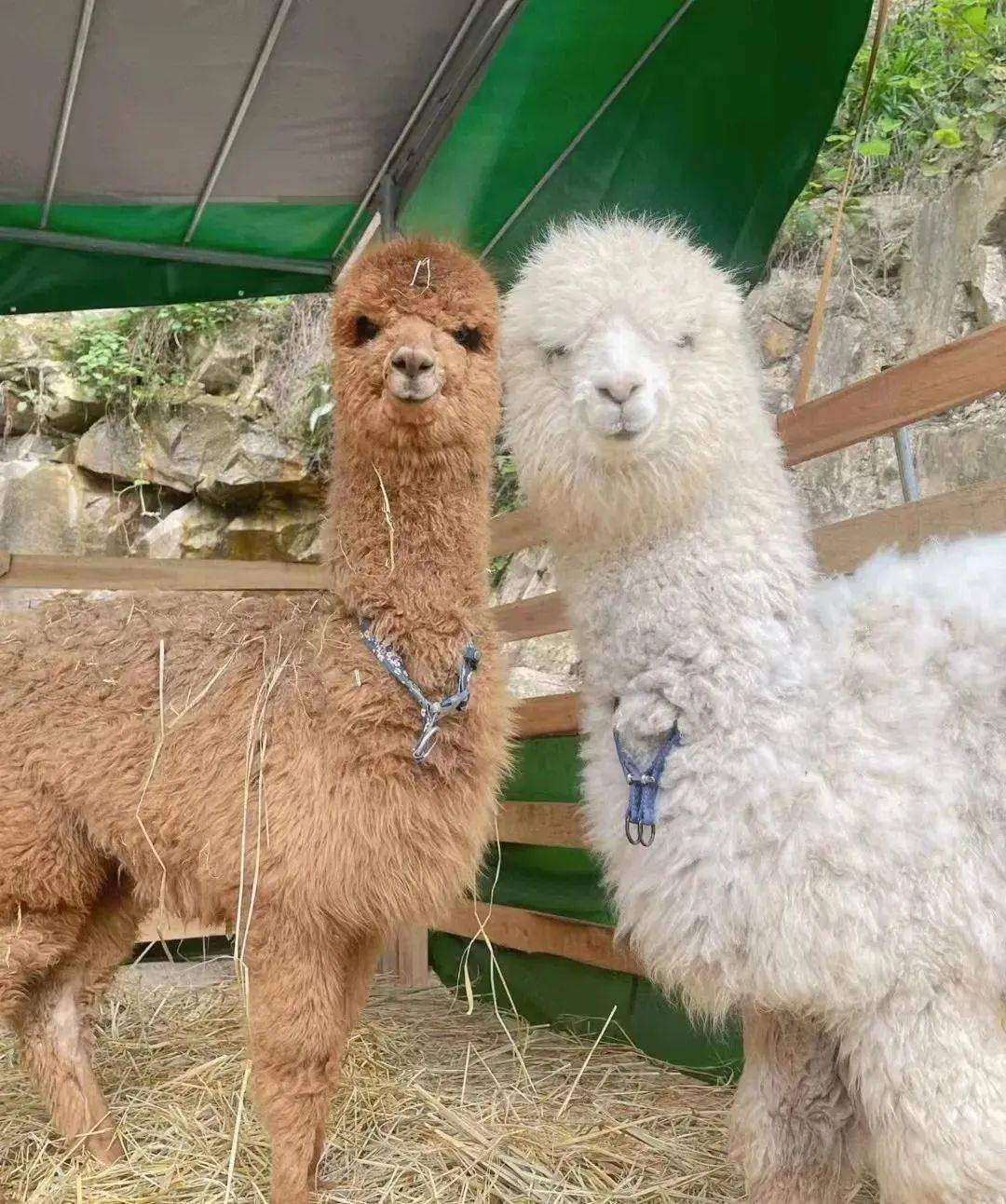 设有各式的传声道具快来召唤还在迷路的朋友们吧#4田园射箭pastoral