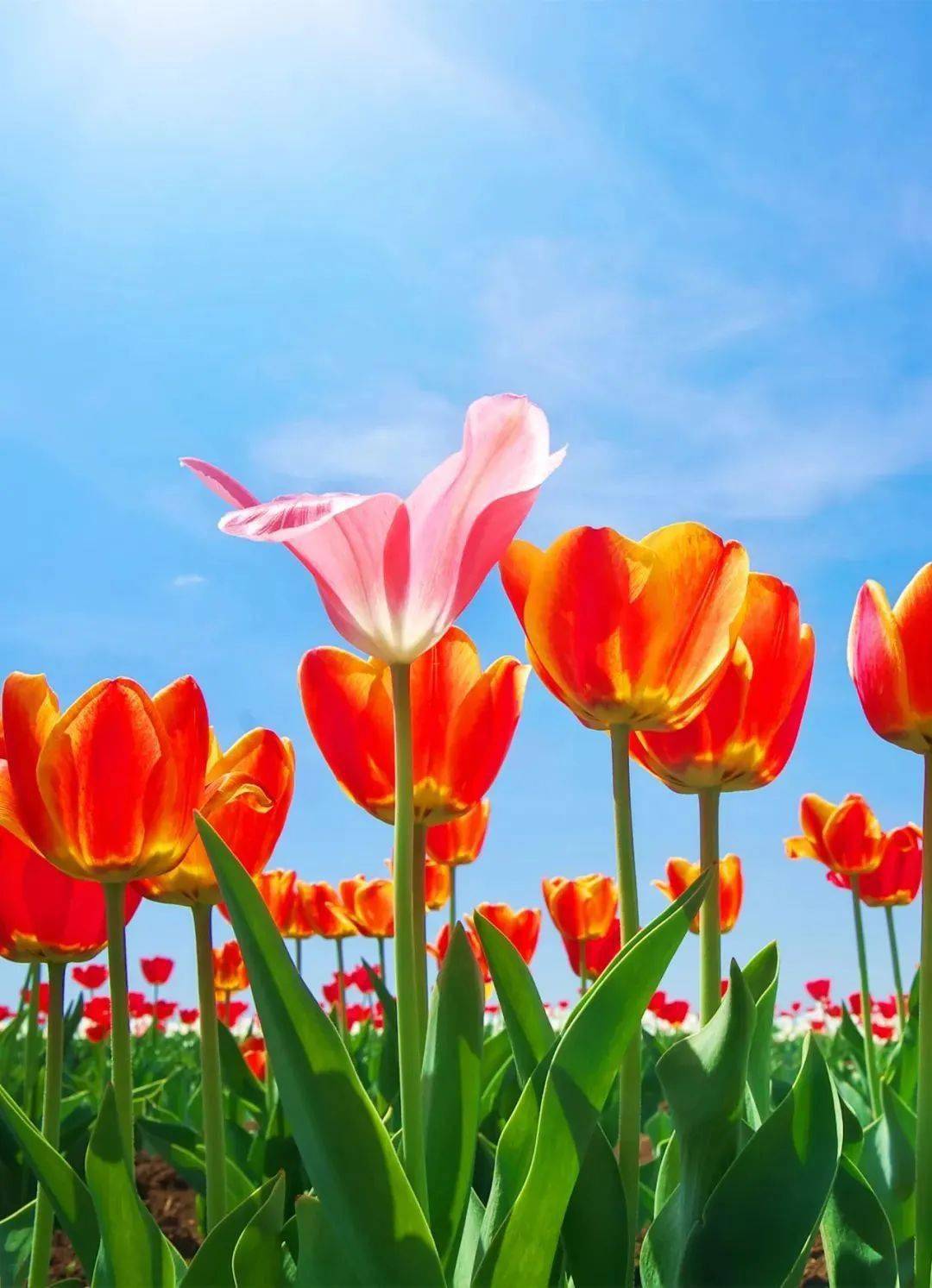 世有春夏秋冬,天有阴晴圆缺.人有悲欢离合,心有喜怒哀乐.