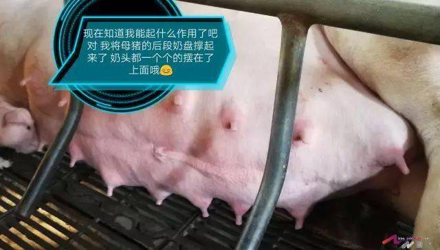 对此,猪友郑贵龙自己做了一个小小的物件,没错,就是在产床母猪乳房部
