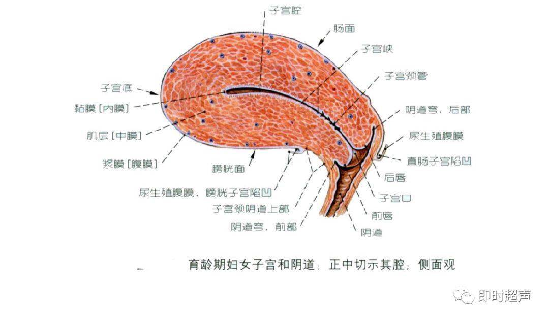 女性外生殖器即女陰是由陰阜,大陰唇,小陰唇,陰道前庭和陰蒂組成.