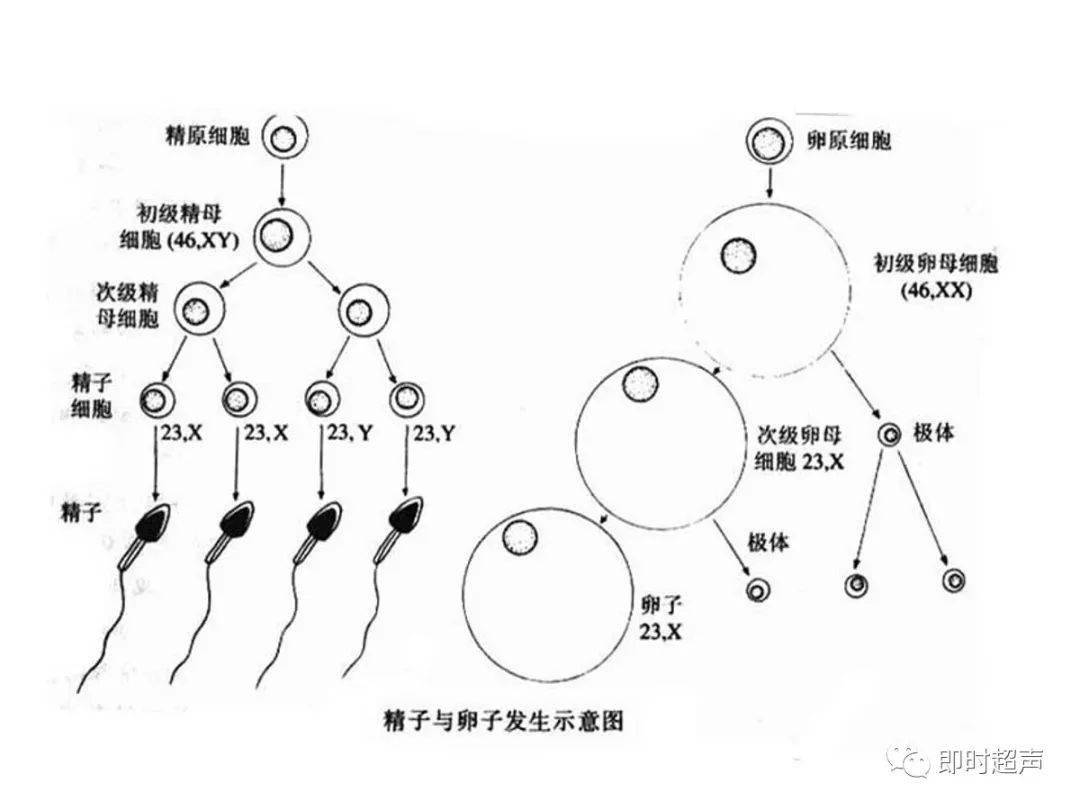 不要錯過300 神經,頭頸系統超全影像文章彙總全網最全頭顱影像解剖學