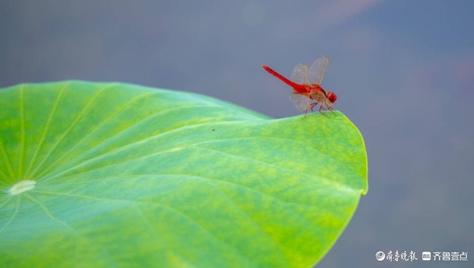 荷塘里的红蜻蜓_李锋