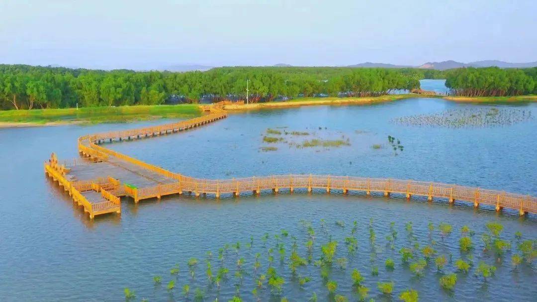 澄海区湿地公园图片