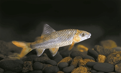 美丽中国相册 | 武夷山国家公园的稀有鱼类