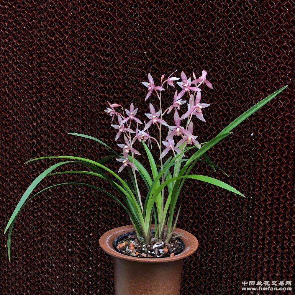 建兰市长红(欣赏篇)_本站_花开正_兰友