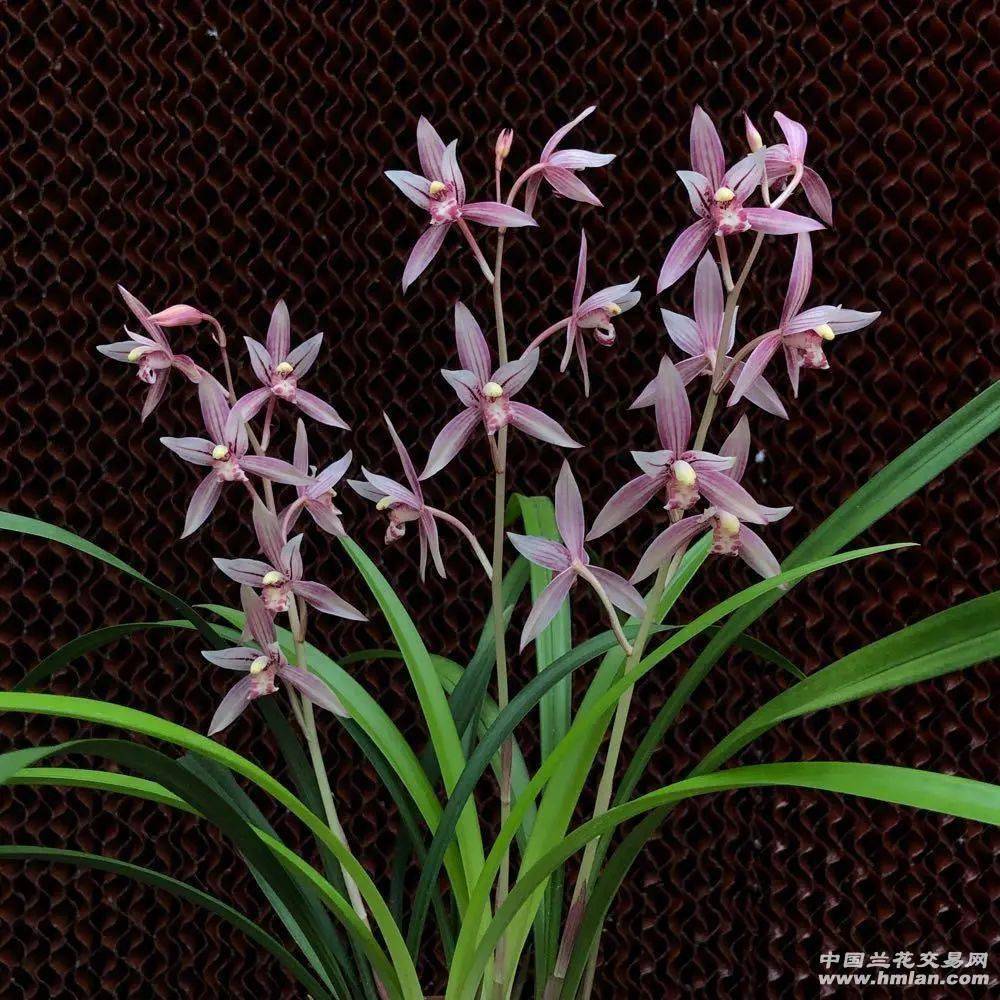 建兰市长红(欣赏篇)_本站_花开正_兰友