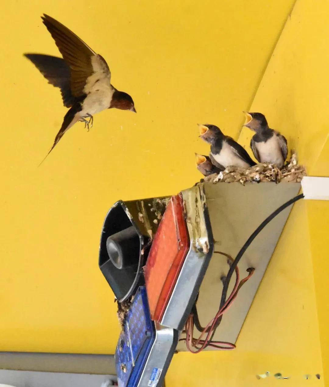 联题三秦摄影达人北源老师摄影作品《母爱》文/李景宁_燕子_原因_情缘