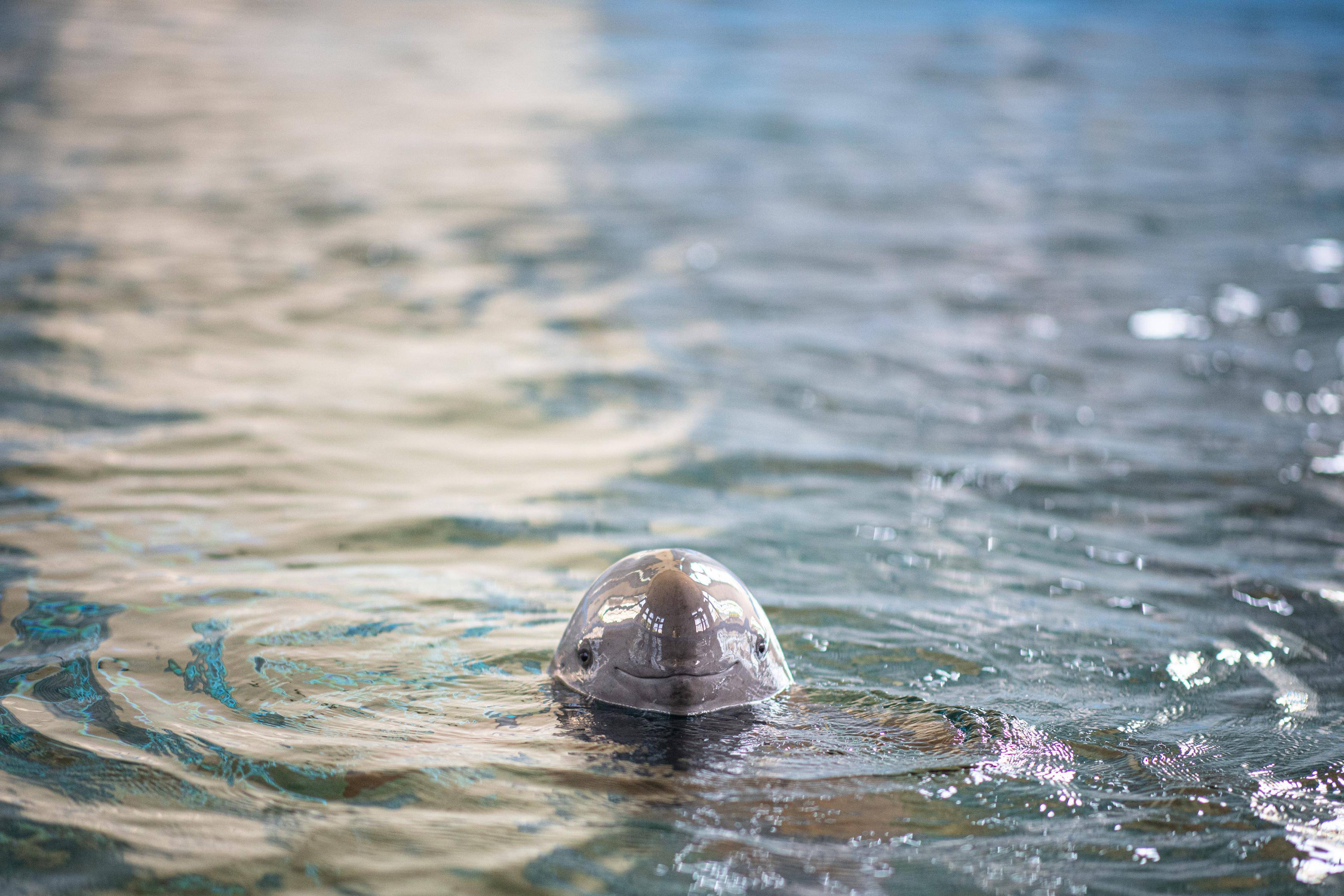 (新华全媒 )新时代中国调研行·长江篇|守护"长江的微笑"_江豚_保护