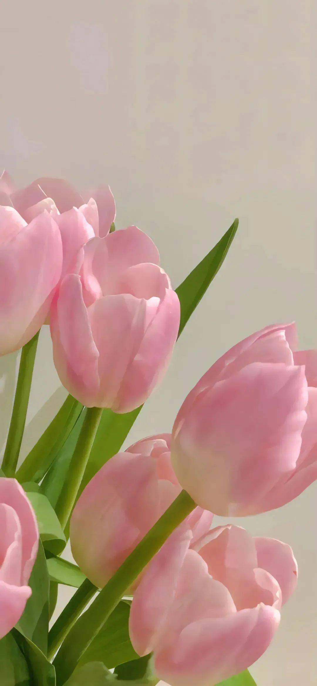 壁纸 | 高级感拉满的心动壁纸