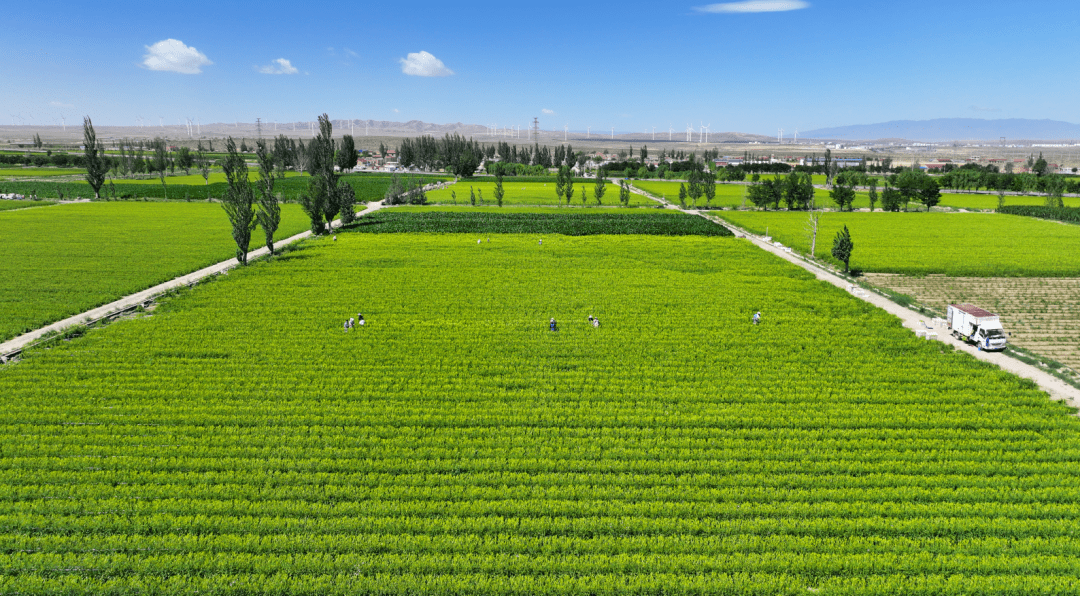 一村一品 || 红寺堡兴民村,村在黄花中,黄花在村中_黄花菜_种植_宁夏