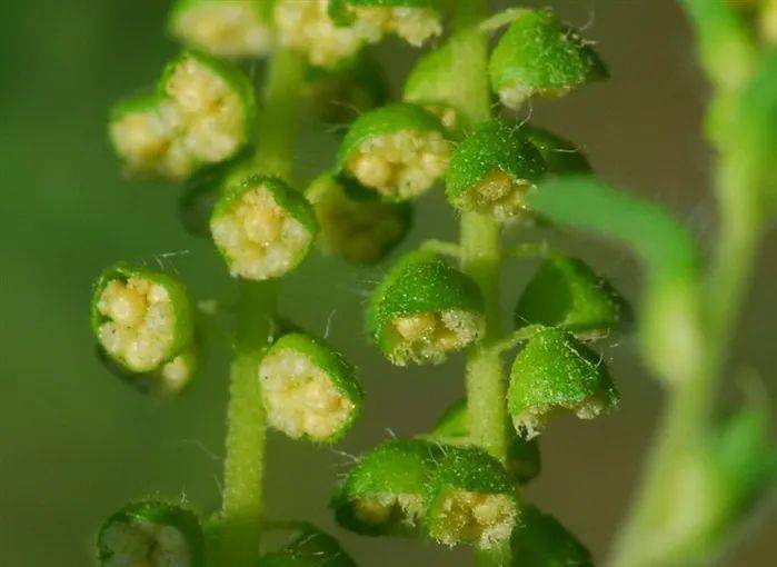 防范外来物种入侵丨植物界的杀手-豚草_花粉_土壤_作物