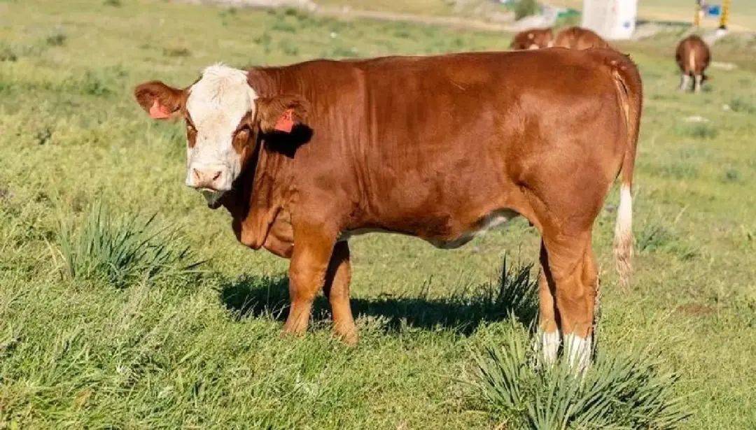 内蒙古的"明星",来吧,展示～_乌珠穆沁_草原_品种