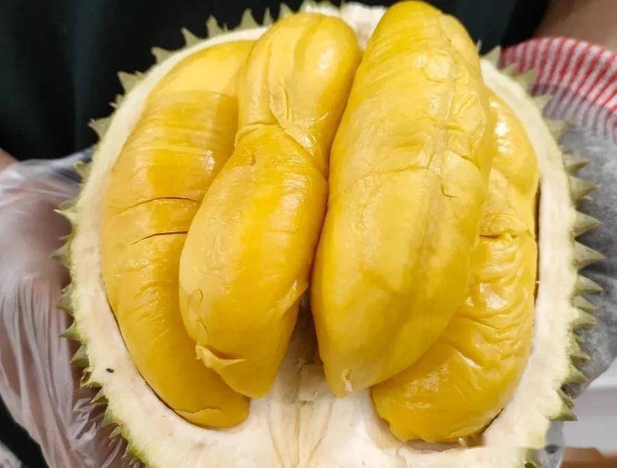 国产榴莲来了!香甜不臭,量少金贵_种植_海南_价格