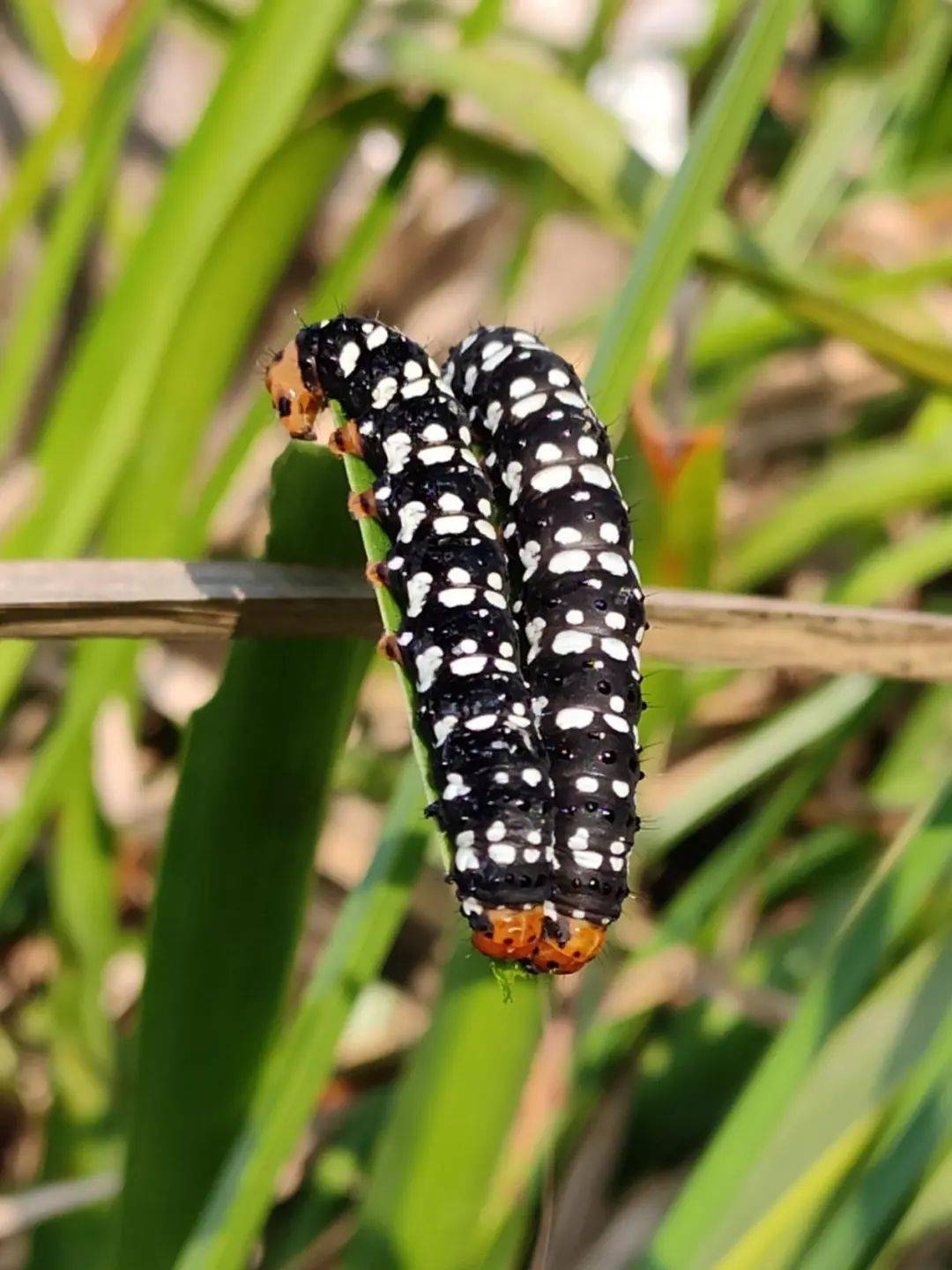 可以的,紫娇花在国外的别名直接就叫"社交蒜"了,说明它是可