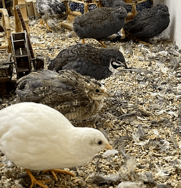 贵州芦丁鸡养殖基地图片