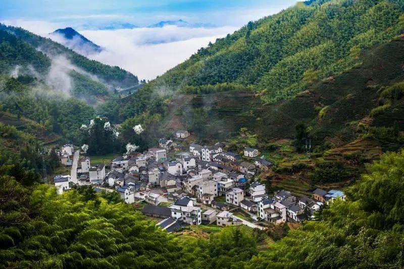 【状元休宁·乡村新颜】源芳乡芳田村:聚焦产业发展打造高山现代农业"