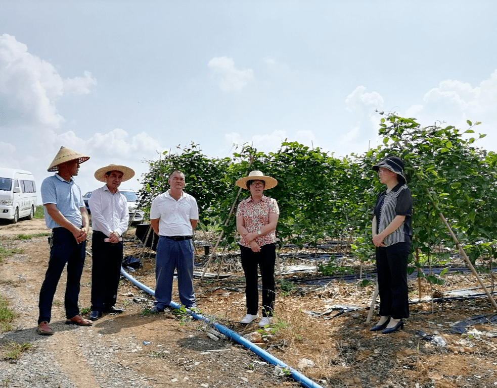 莫莲到金秀开展水果产业发展情况专题调研_种植_示范_面积