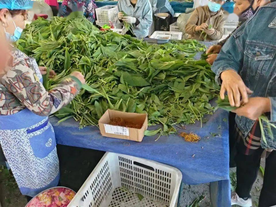 当时,他听一个收寒葱的朋友提起寒葱出口价格可观,可以实现人工培育