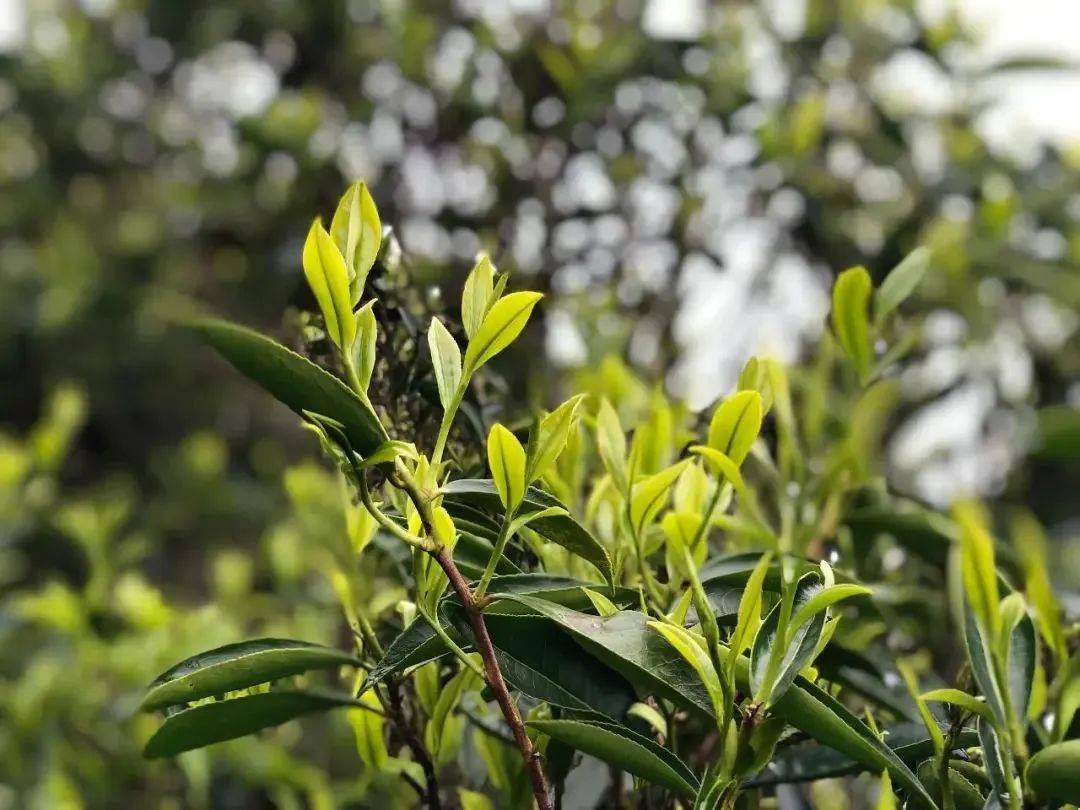 好喝又健康_凤凰单_丛茶_黄枝香