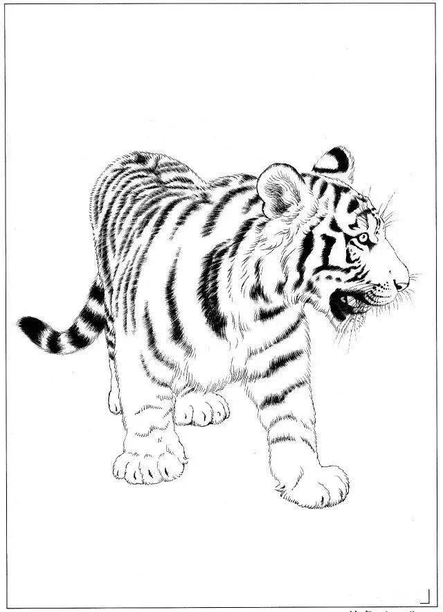 素材 | 46副老虎白描合集 除了威风凛凛还有些萌