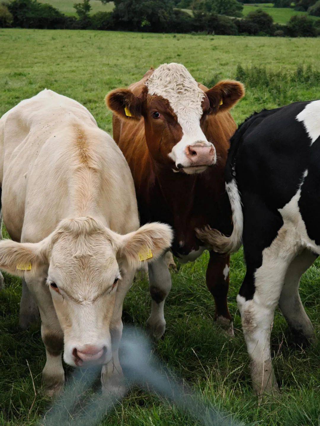 去爱尔兰狂炫牛排的一周,芥周的饭week.30_沙拉_土豆泥_洋葱