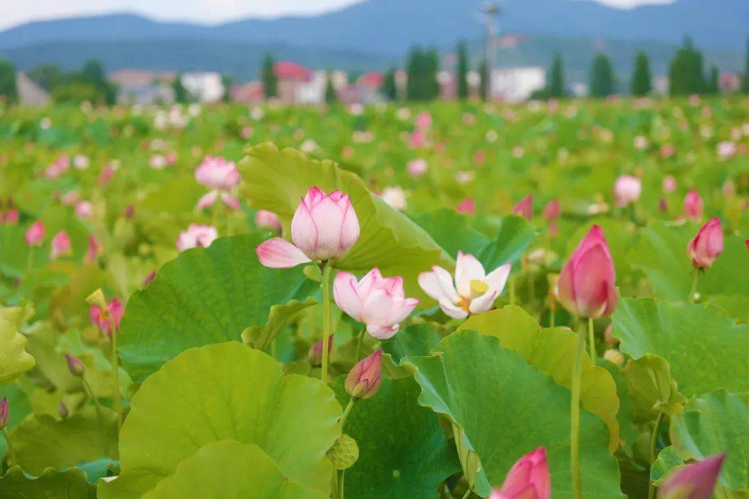 莲花县第十二届莲文化旅游节本周日开幕,约吗?_活动_时间_地点