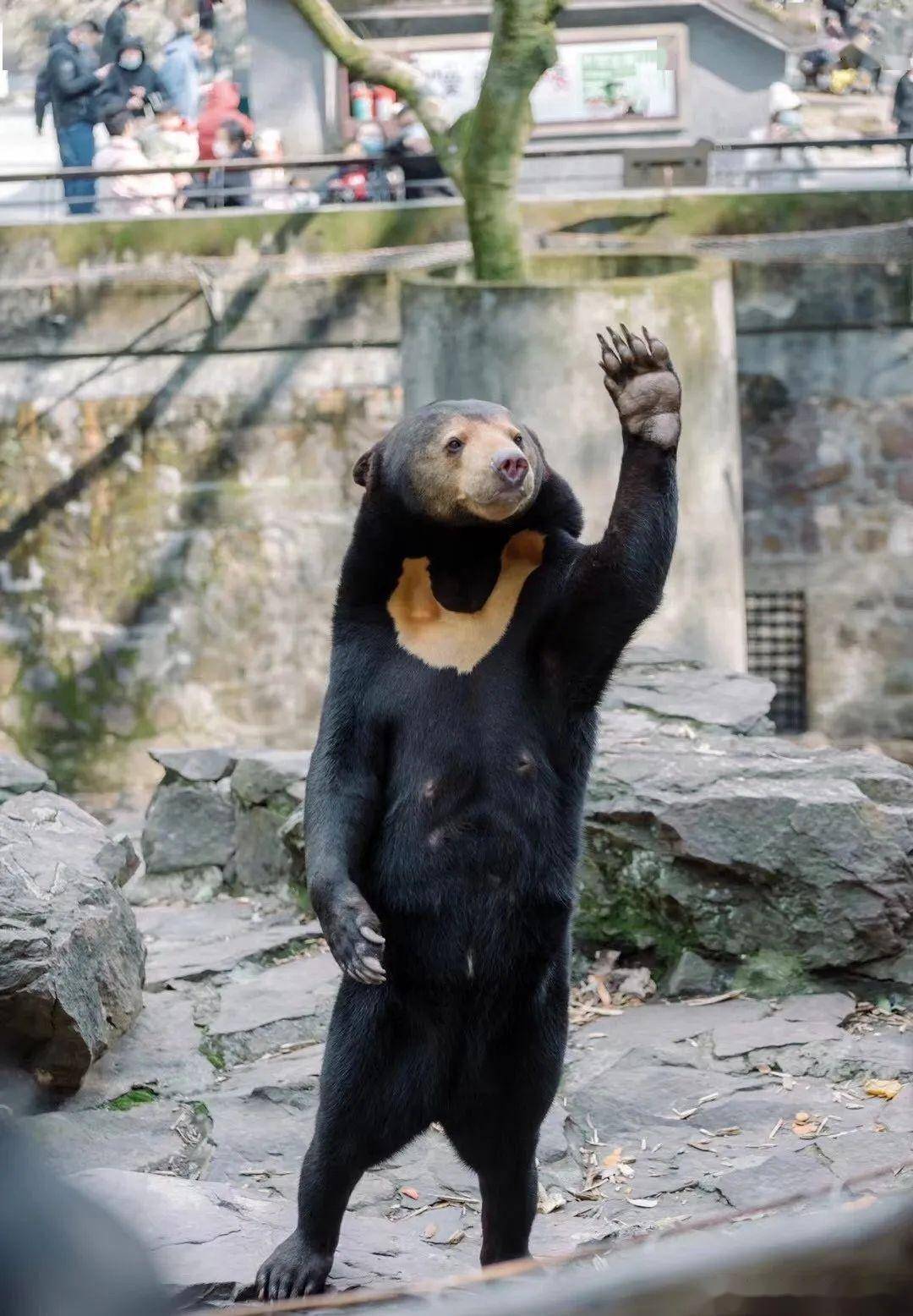 熊熊乐园黑熊老师图片